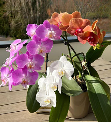 orchidees.jpg (365x401px)